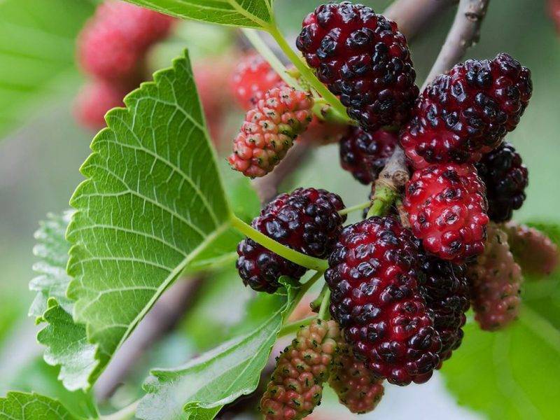 Шелковица купить саженцы из питомнике в Новоуральске