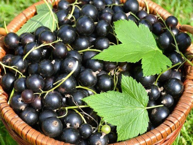 Смородина купить саженцы из питомника в Новоуральске