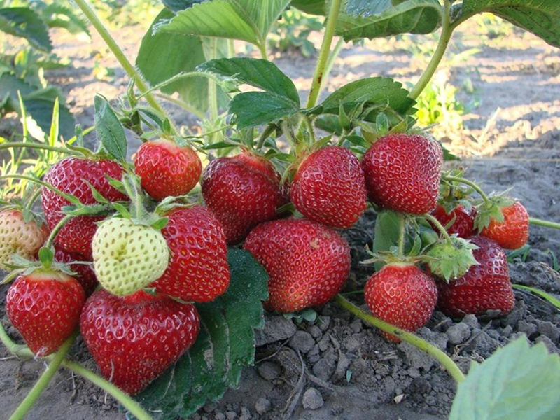 Клубника купить саженцы из питомника в Новоуральске