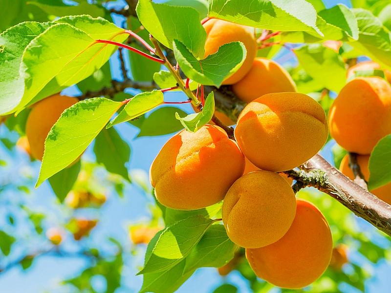 Абрикос купить саженцы из питомнике в Новоуральске
