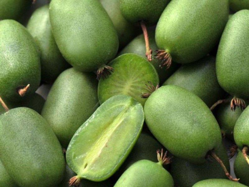 Актинидия купить саженцы из питомнике в Новоуральске