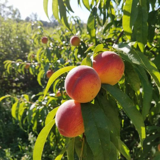Персик "МАРИЯ БЬЯНКА"  (срок созревания август)
